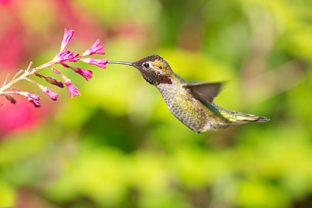 macho calypte anna e florescendo de corinto - bird hummingbird flying annas hummingbird imagens e fotografias de stock