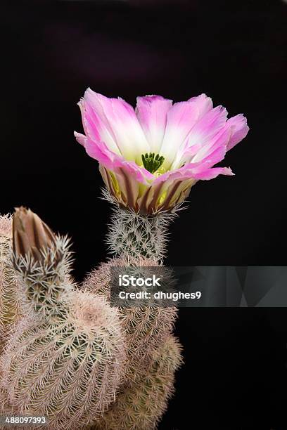 Cactus Con Fiore Petalo Pistillo E Stame In Morbida Luce Del Sole - Fotografie stock e altre immagini di Ambientazione esterna