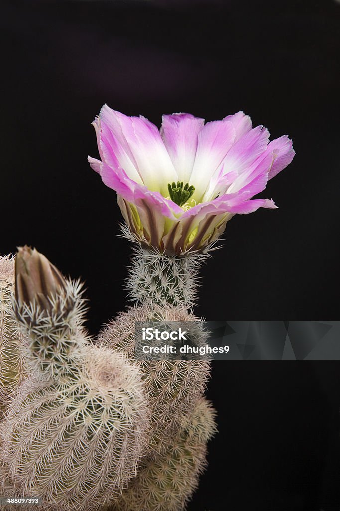 Cactus com de pétalas de flor,, Pistilo e Estame em suave luz do sol. - Foto de stock de Beleza natural - Natureza royalty-free