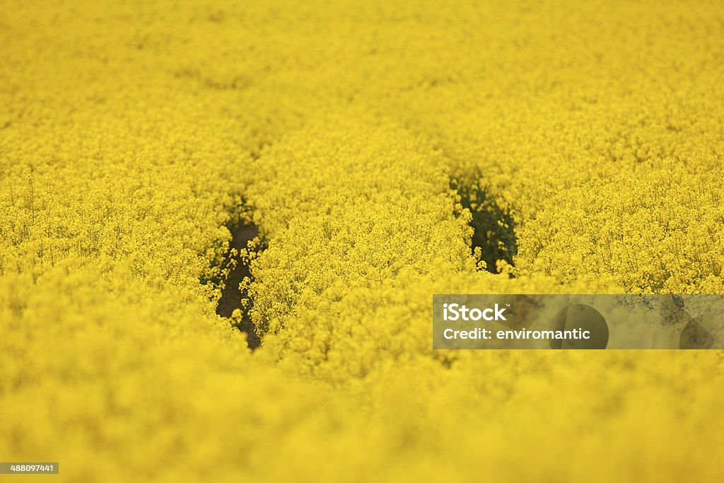 Rapeseed growing in an English landscape. A sea of the bright yellow rapeseed flowers growing in an English Spring landscape. Agriculture Stock Photo