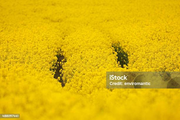 Rapeseed Growing In An English Landscape Stock Photo - Download Image Now - Agriculture, Canola, Copy Space