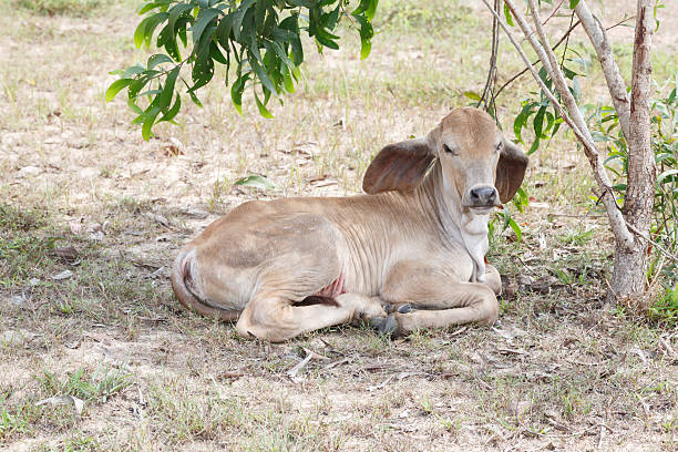 istock Thai cows in field at thailand 488097861