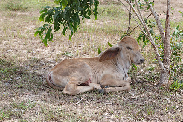 istock Thai cows in field at thailand 488097877