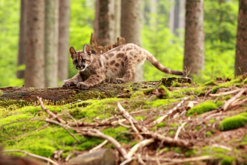 Puma concolor called mountain lion in the forest