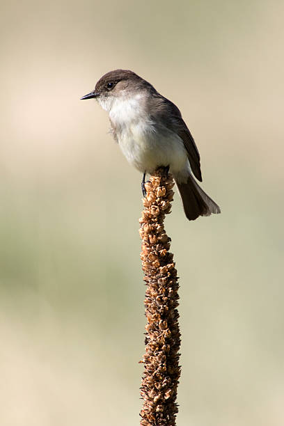 istock Eastern Phoebe in Colorado Chatfield State Park 488098433