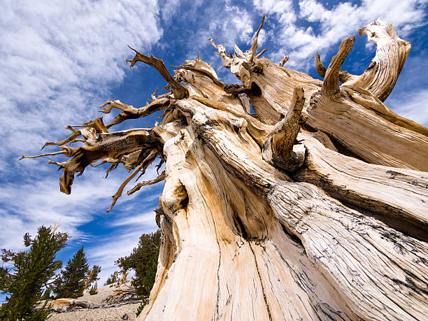 arbre et le ciel - bristlecone pine photos et images de collection