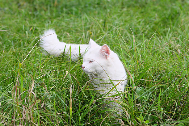 istock White cat on a background of green grass 488099099