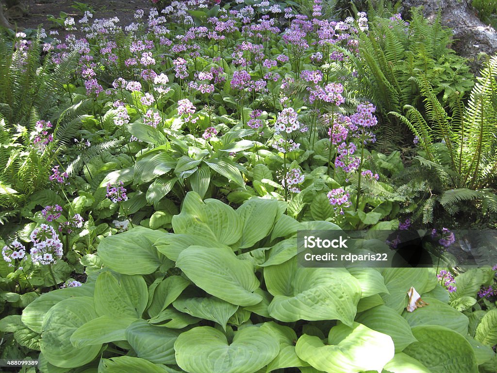 Hosta And Primrose Garden Hosta, Primerose and Fern in a formal garden setting during spring. Shade Stock Photo