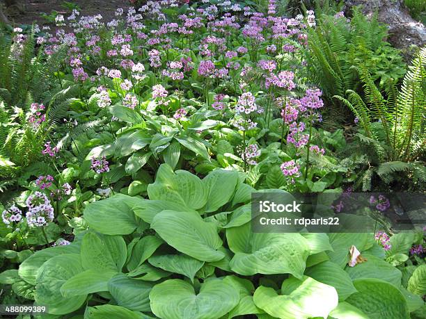 Hosta And Primrose Garden Stock Photo - Download Image Now - Shade, Hosta, Flowerbed