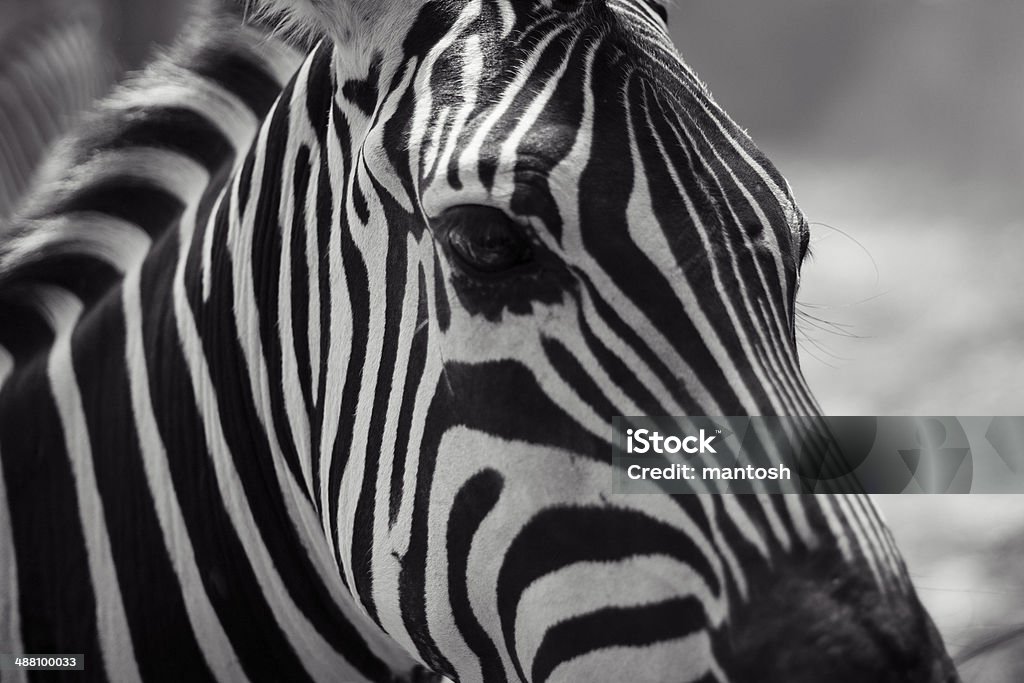 Zebra - Royalty-free Animal Foto de stock