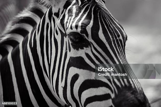 Zebra - Fotografias de stock e mais imagens de Animal - Animal, Animal de Safari, Animal selvagem