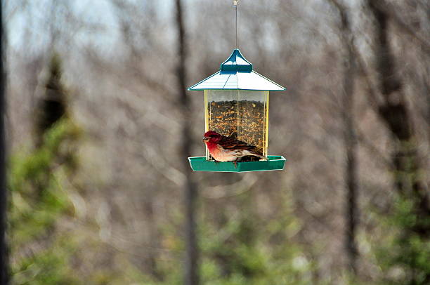 Male common House finch