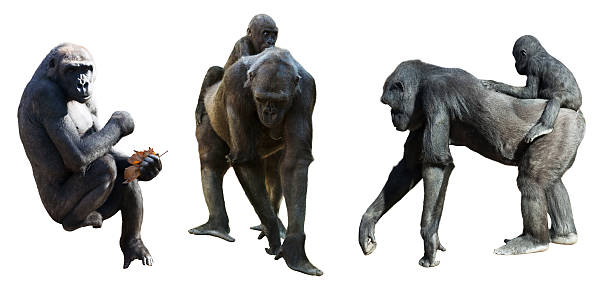 Funny image of a young gorilla sticking up its middle finger