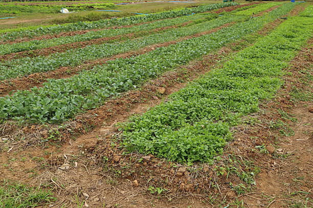 istock parsley and chinese kale plant 488102101