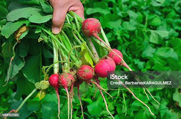 Frescos Rabanetes - Fotografias de stock e mais imagens de Agricultor - Agricultor, Alimentação Saudável, Ao Ar Livre