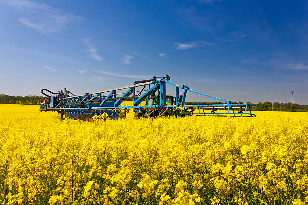 istock Tractor in a field of rape 488102675