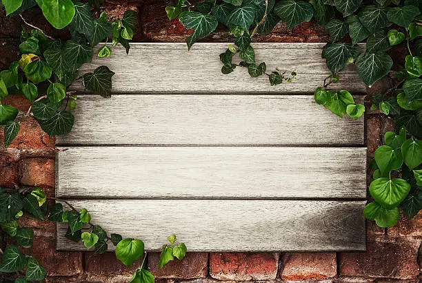 Photo of Wooden boards framed by ivy