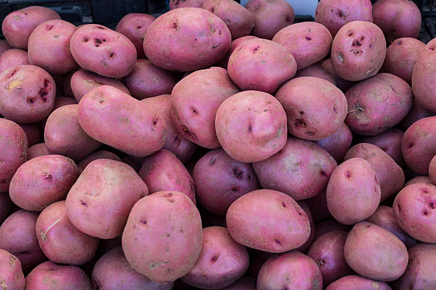 lote de batatas de casca vermelha - red potato raw potato market red - fotografias e filmes do acervo