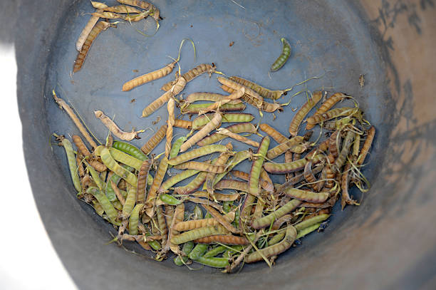 istock Seed Pods in a Bucket 488103771