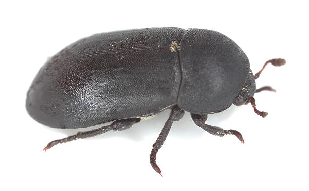 istock Dermestoid beetle isolated on white background 488103989