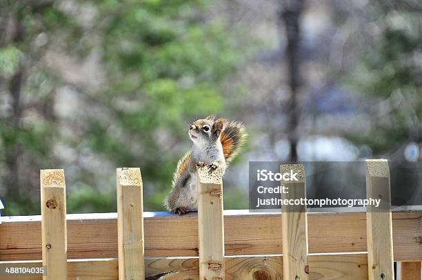 Brown Squirrel Stock Photo - Download Image Now - Animal, Animal Hair, Brown