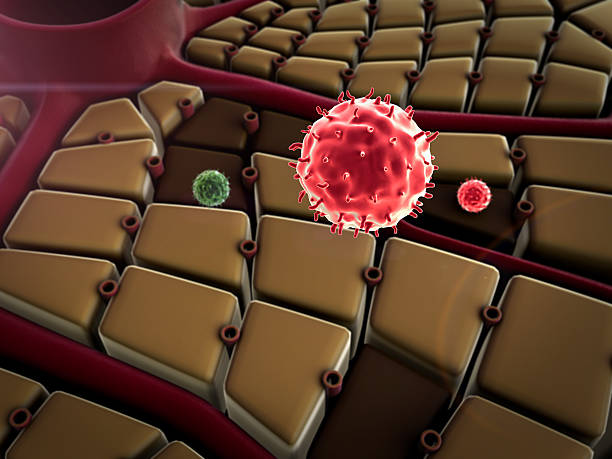 クッパー細胞のストックフォト