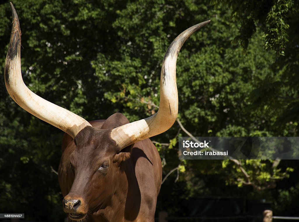 Gado Texas Longhorn Steer - Foto de stock de Carne royalty-free