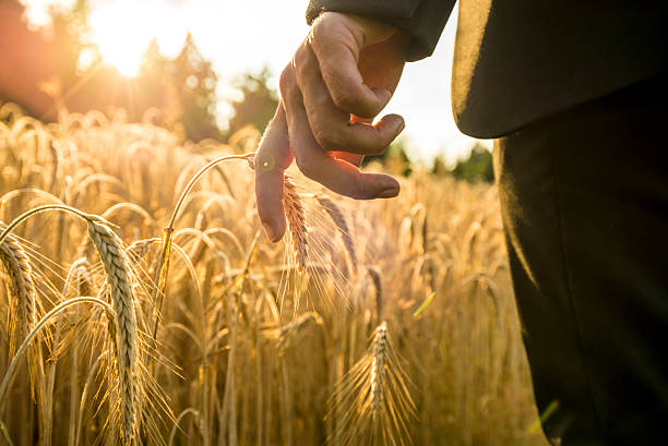 istock Businessman walking through a golden wheat field reaching down w 488106500