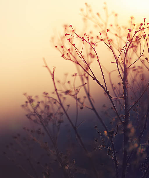 istock Winter Plant Silhouette at sunset 488107646