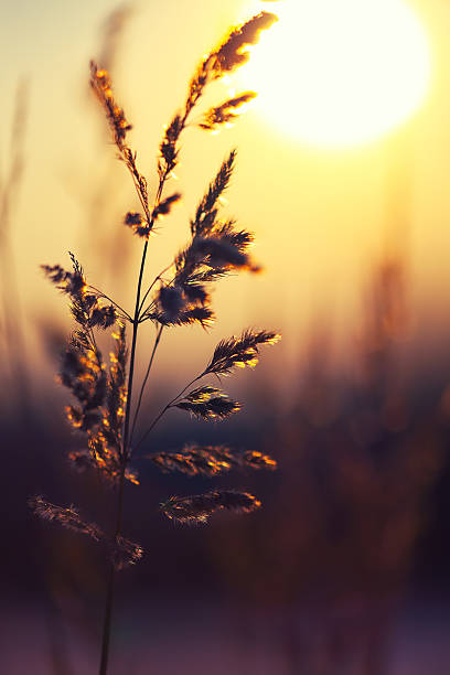 istock Winter Plant Silhouette at sunset 488107762