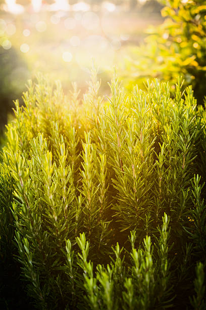 istock Rosemary plant in garden 488107770