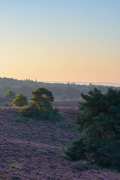istock Blossoming Heather plants in a nature reserve during sunrise 488107890