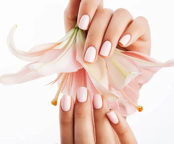 beauty delicate hands with manicure holding flower lily close up isolated on white