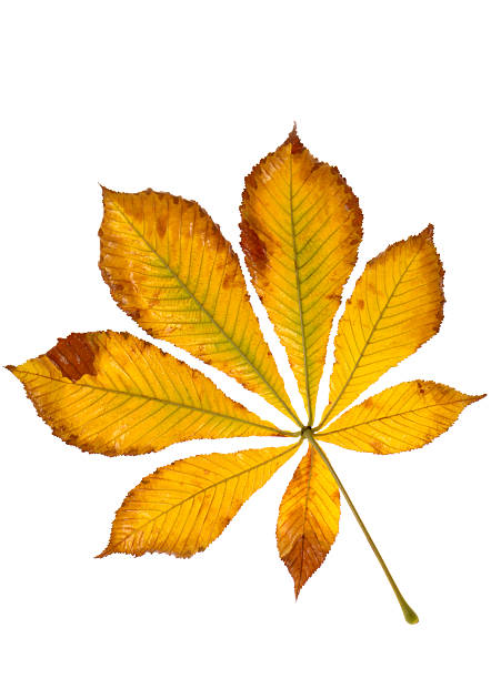 Leaf Chestnut leaf , isolated on white, studio shot chestnut isolated single object autumn stock pictures, royalty-free photos & images