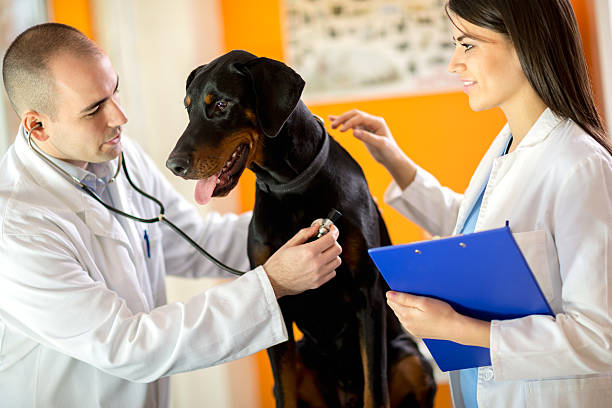 istock Veterinarians listen with stethoscope Great Done dog 488109010