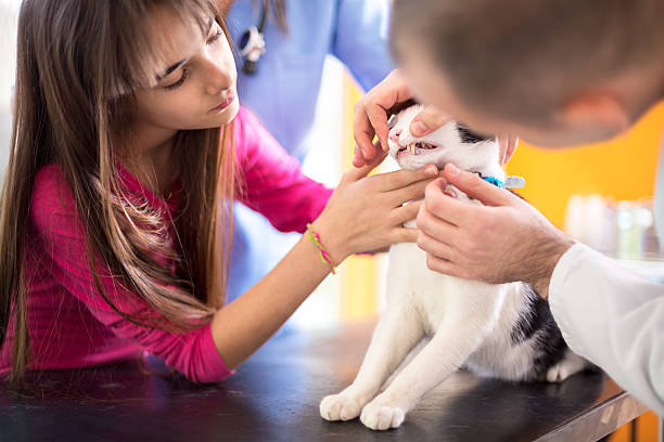 istock Vet specialist checking cat's mouth and teeth 488110184