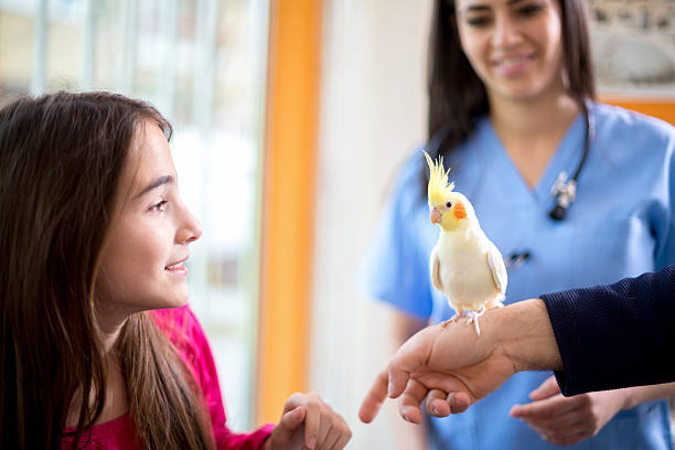 chica con su nymph parrot en clínica veterinaria - parrot young animal human hand cute fotografías e imágenes de stock