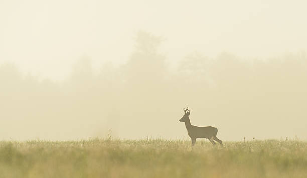 istock roe buck in the mist at sunrise 488111036