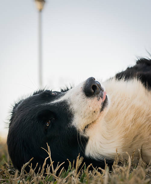 border collie pies gry na trawie - body concious zdjęcia i obrazy z banku zdjęć