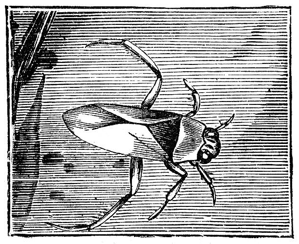 Antique illustration of backswimmer, water boatman, common boatman (Notonecta glauca) 