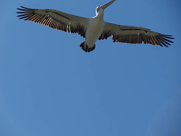 istock Pelican flying overhead showing outspread wings. 488115512