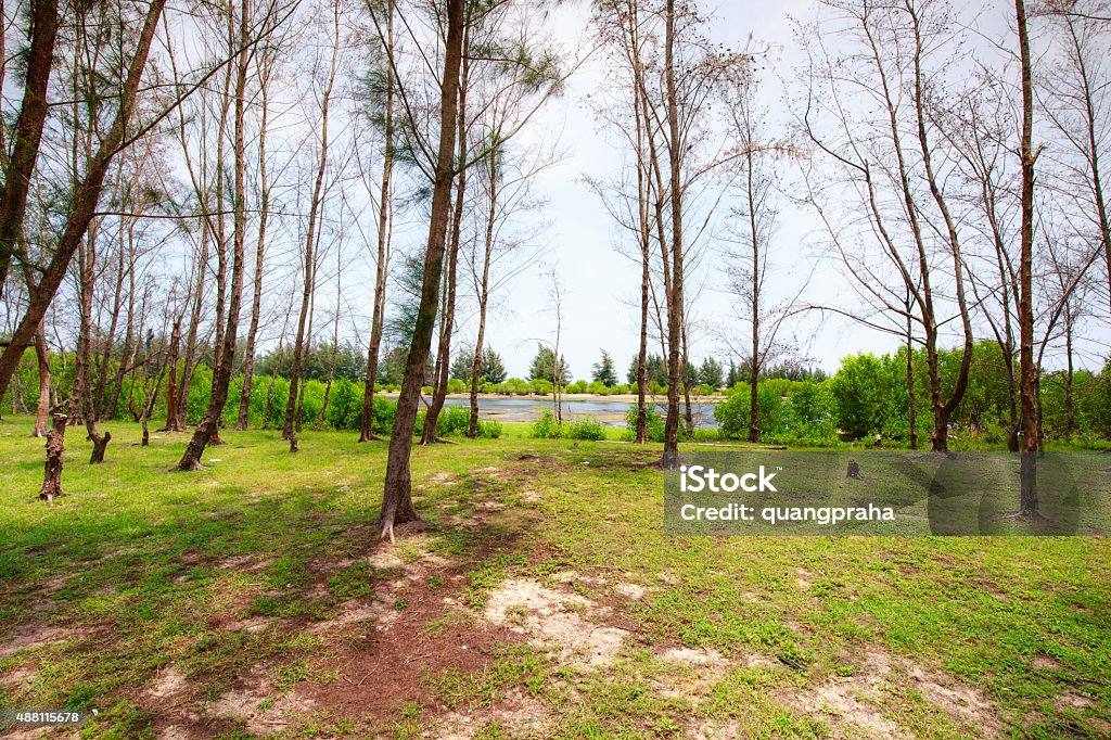 Casuarina coastal forest in Vietnam Casuarina Tree Stock Photo