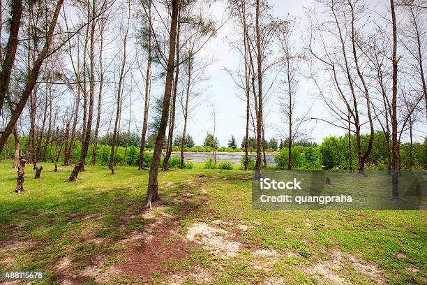 Casuarina Coastal Forest In Vietnam Stock Photo - Download Image Now - Casuarina Tree, Tree, 2015