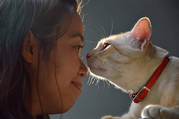 woman and cat nose collision stock photo
