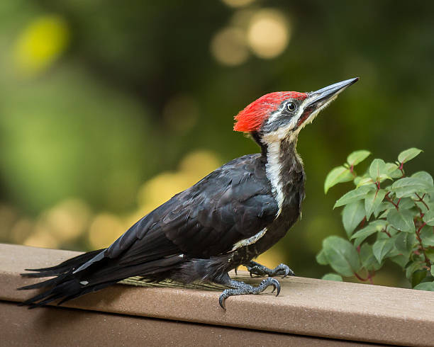 istock Pileated Woodpecker Close-up - Male 488117387