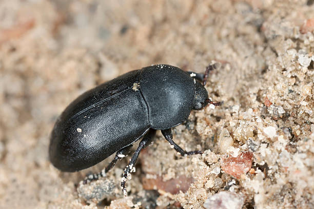 istock Dermestidae, dermestes beetle on sand, macro photo 488117781