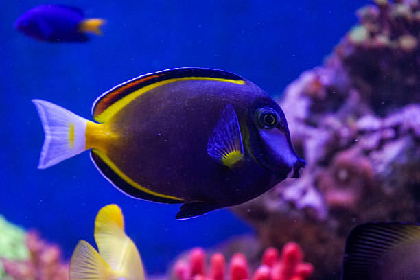 istock Fish in sea aquarium 488118039