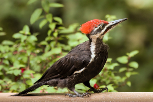 Pileated Woodpecker Perched on a Tree