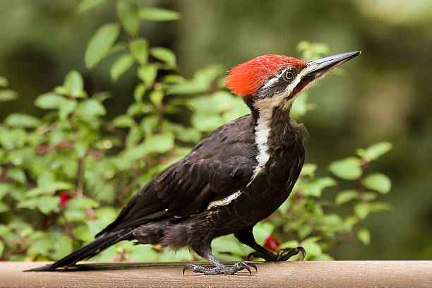 Pileated Woodpecker Close-up - Male A young pileated woodpecker (pileatus dryocopus) lands on a deck rail and looks up.  The bird is in very sharp focus with lots of detail while the background is out of focus due to shallow depth of field.  Pileated woodpeckers are noted for their large size and bright red heads. pileated woodpecker stock pictures, royalty-free photos & images