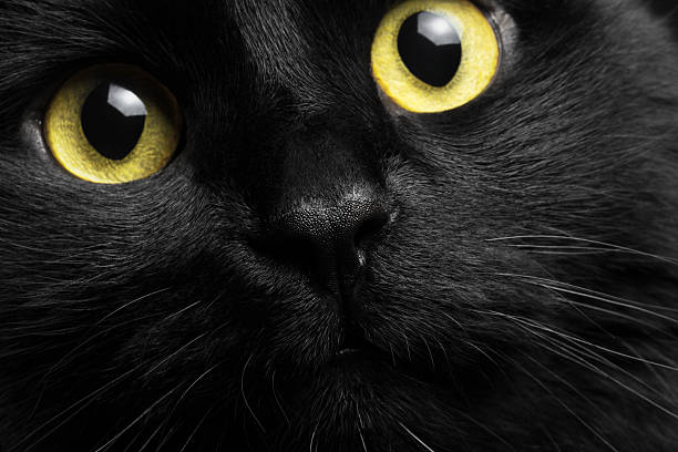 istock Close-up portrait black cat 488118155